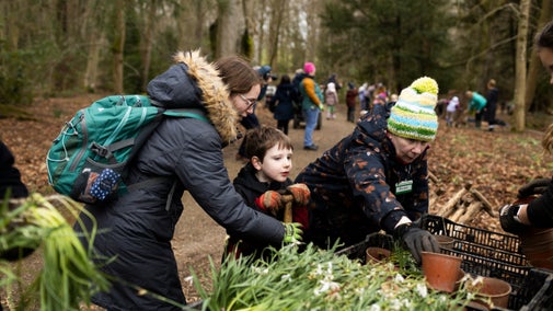 Visitors helping to plant snowdrops at Wallington.